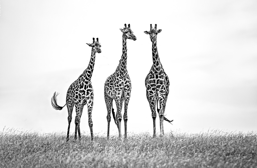 Giraffes in the  Mara plains von Xavier Ortega