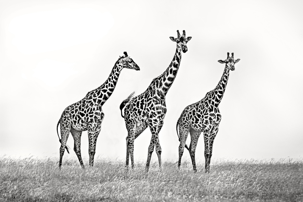 Giraffe family von Xavier Ortega