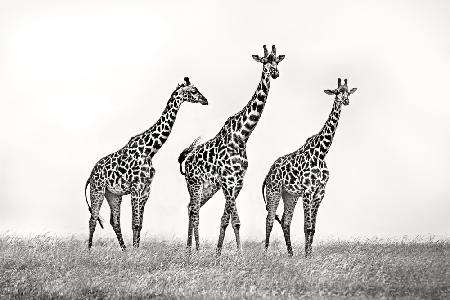 Giraffe family