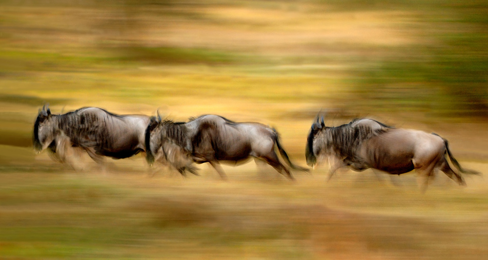 Wildebeest running von Xavier Ortega