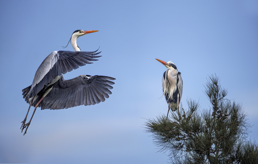 Grey Heron von Xavier Ortega