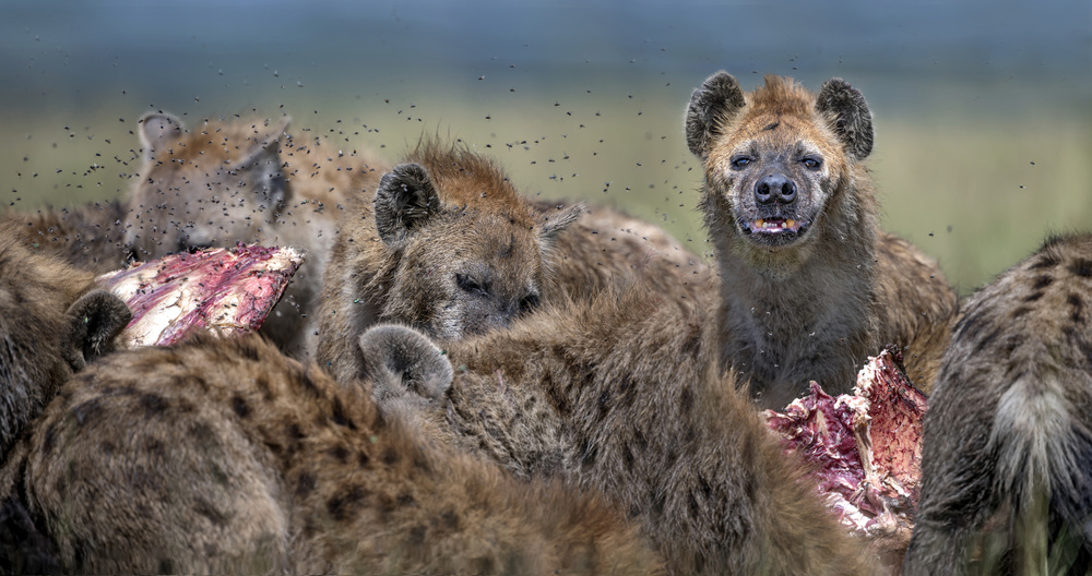 Hyenas feeding von Xavier Ortega