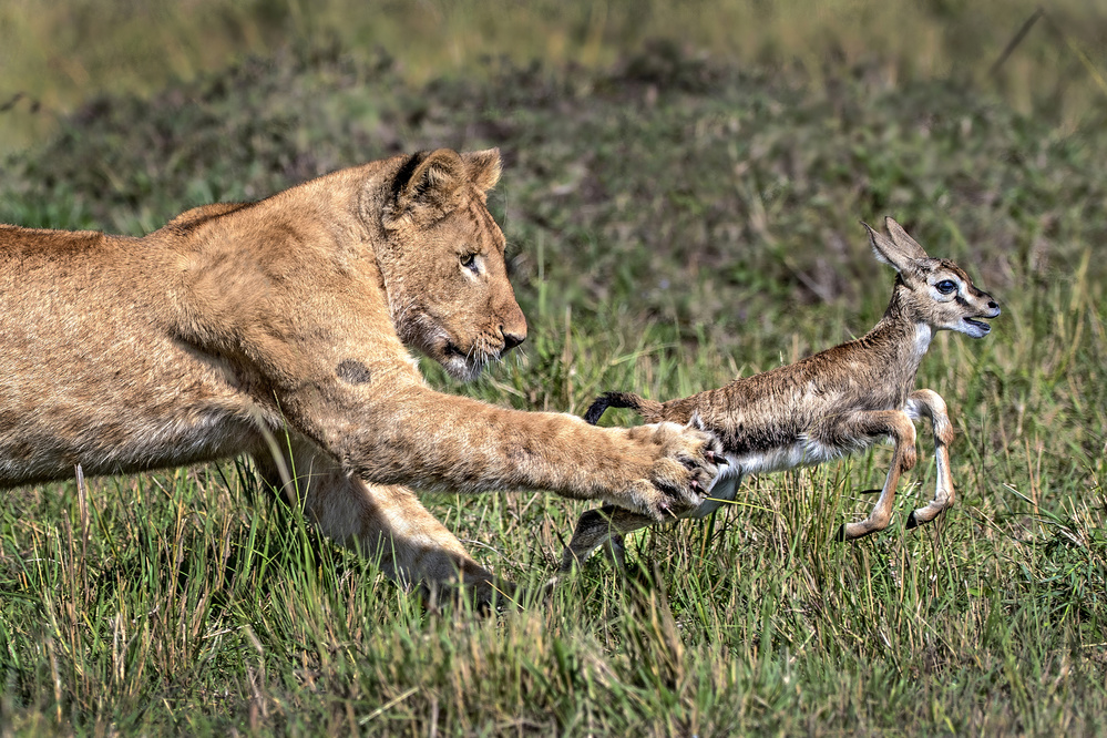 Young Hunter von Xavier Ortega