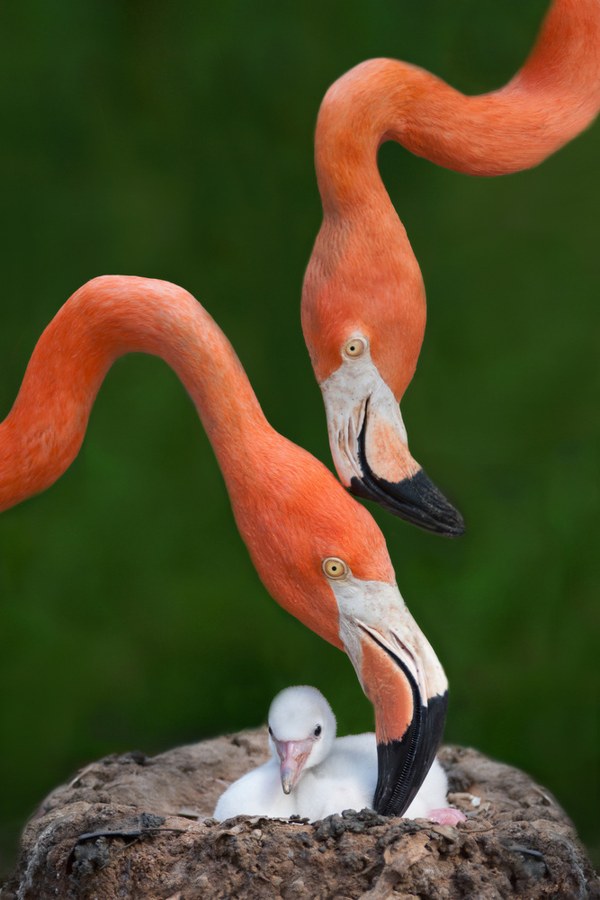 Caribbean flamingo family von Xavier Ortega