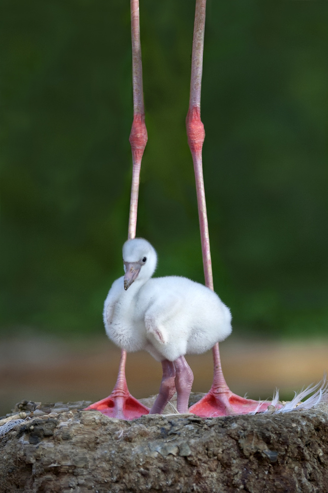 Caribbean flamingo chick von Xavier Ortega