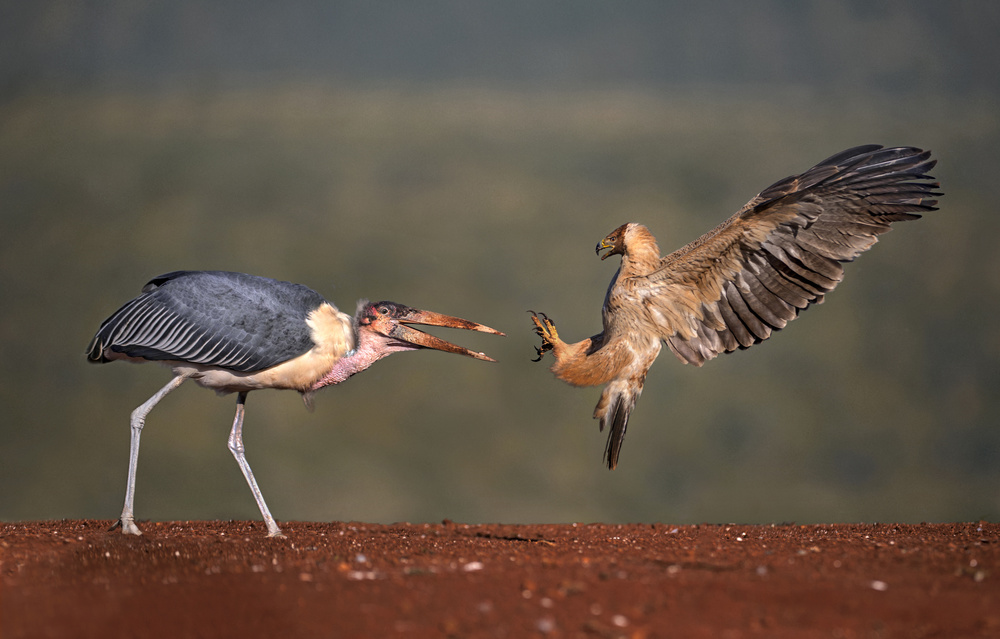 Confrontation von Xavier Ortega