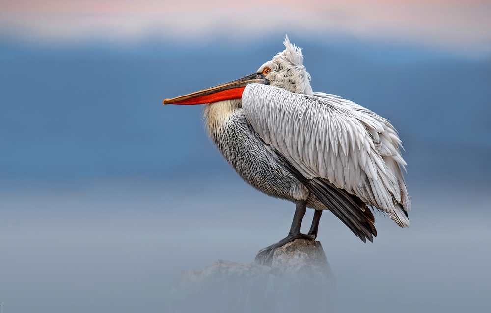 Dalmatian pelican in the mist von Xavier Ortega