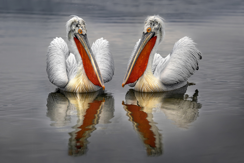 Dalmatian Pelicans von Xavier Ortega