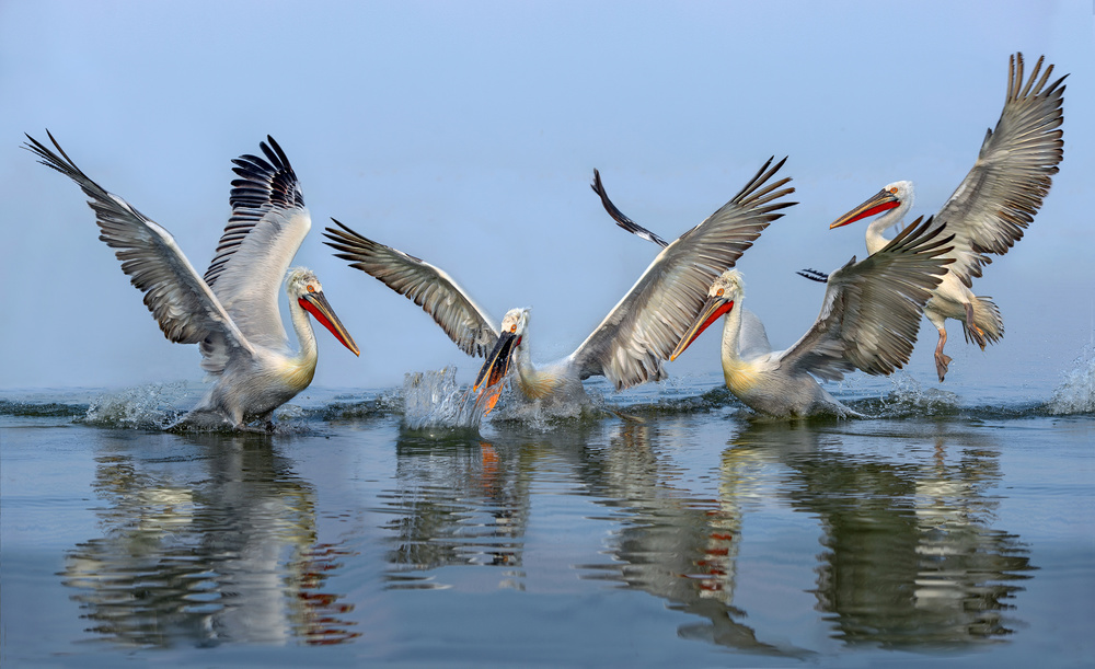 Dalmatian pelicans fishing von Xavier Ortega