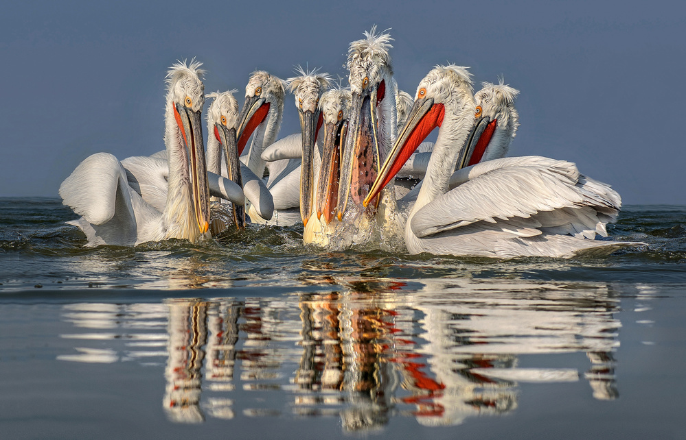 Dalmatian pelicans fishing von Xavier Ortega