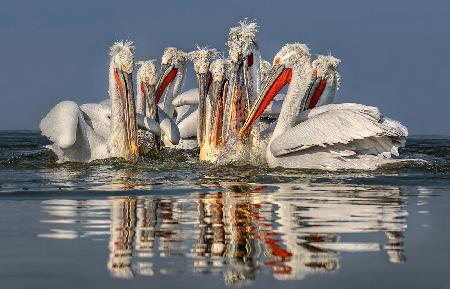 Dalmatian pelicans fishing