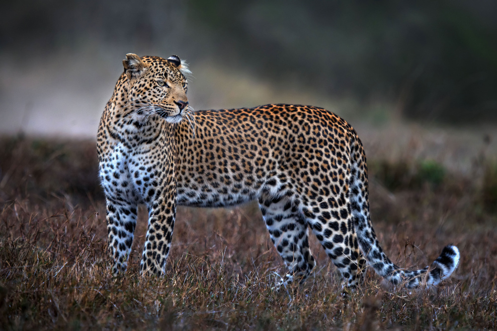 Leopard on the prowl von Xavier Ortega