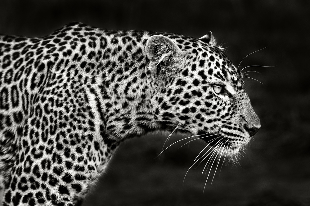 Leopard Close Up von Xavier Ortega