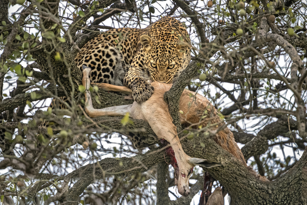 Leopard with prey von Xavier Ortega