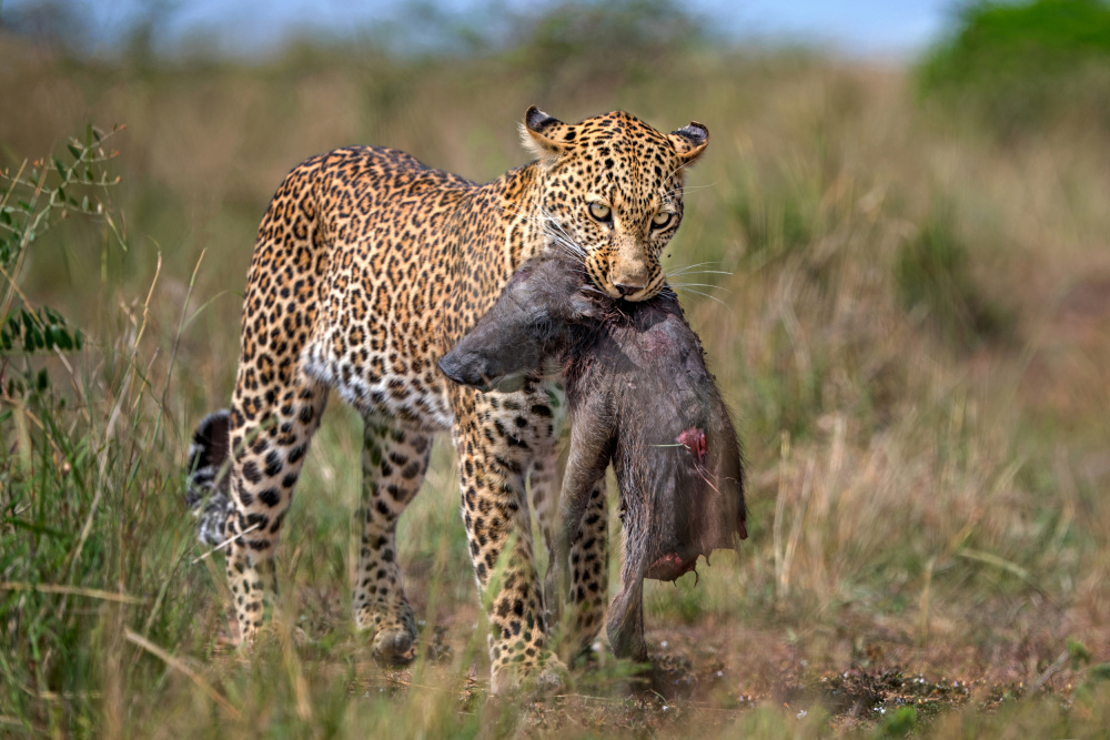 Leopard with prey von Xavier Ortega