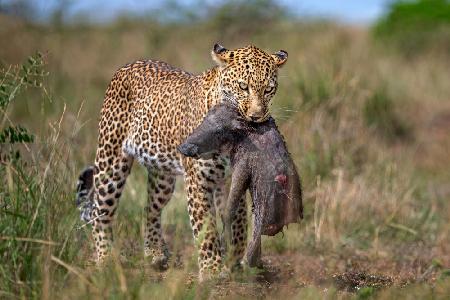 Leopard with prey