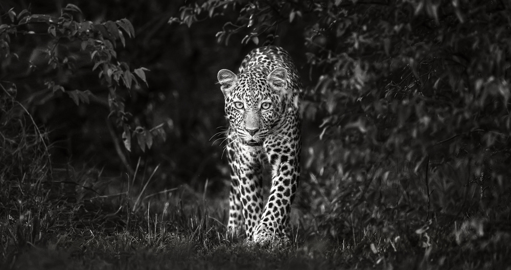 Leopard, eye to eye von Xavier Ortega