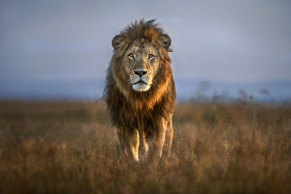 Lion Close Up von Xavier Ortega