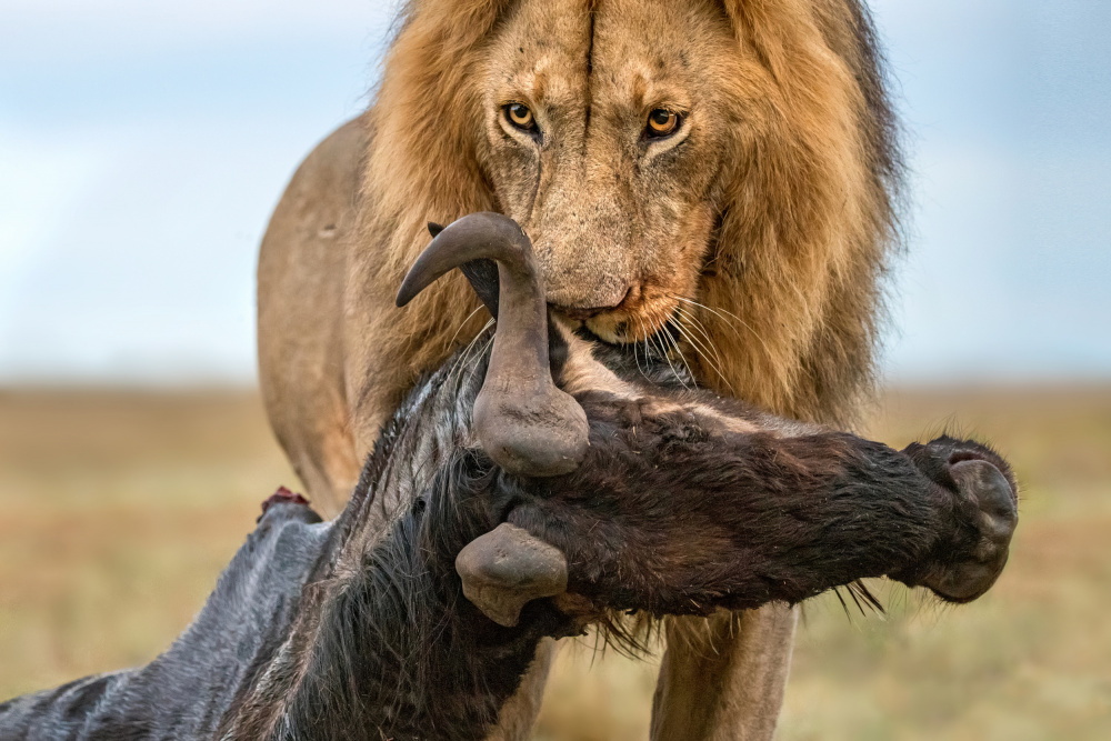 Lion with prey von Xavier Ortega