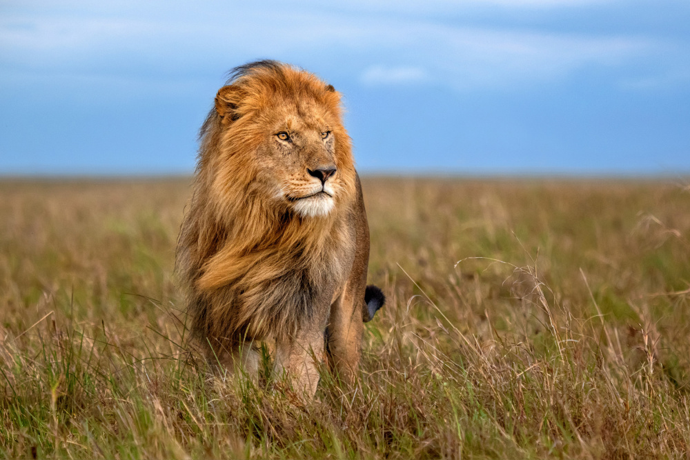 Lion with the wind in his mane von Xavier Ortega