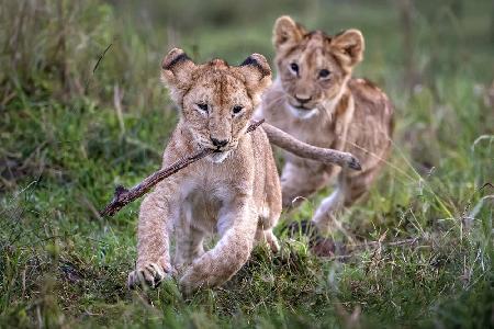 Lion cubs playing