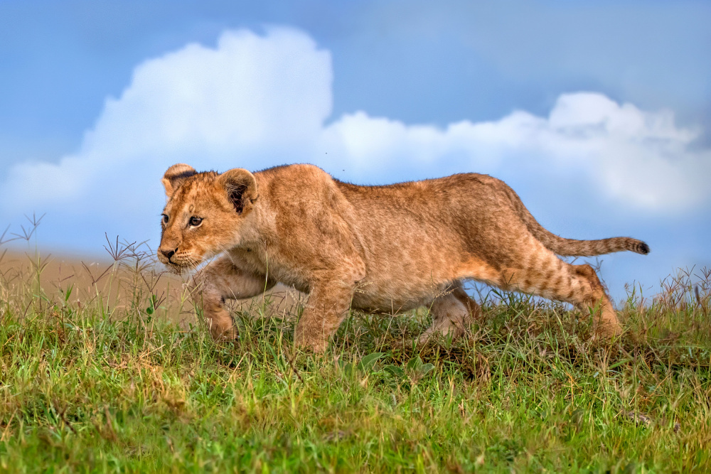 Lion cub on the prowl von Xavier Ortega