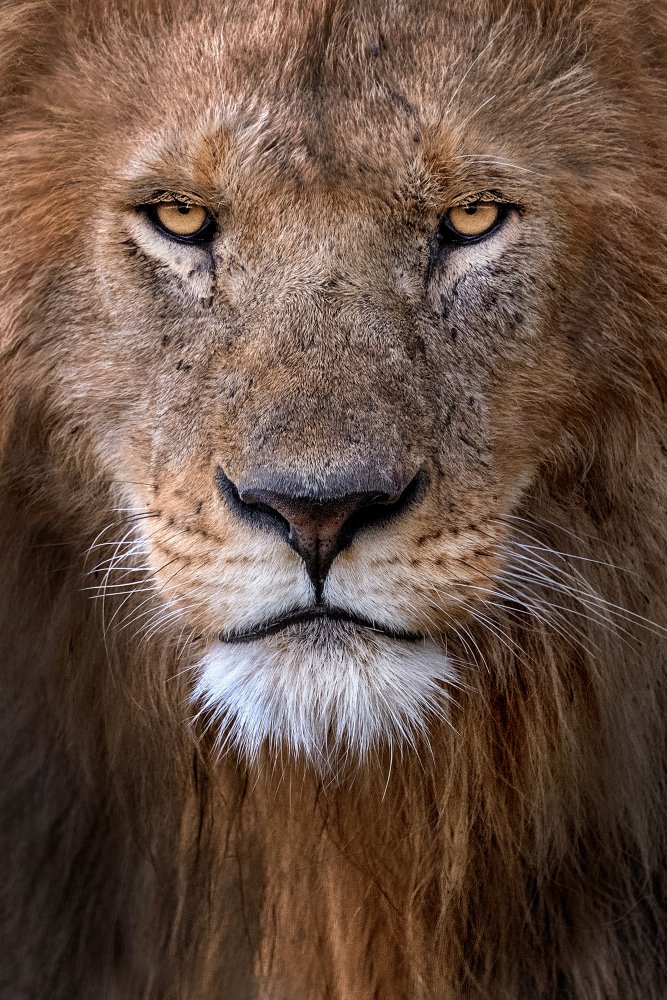 Lion Portrait von Xavier Ortega