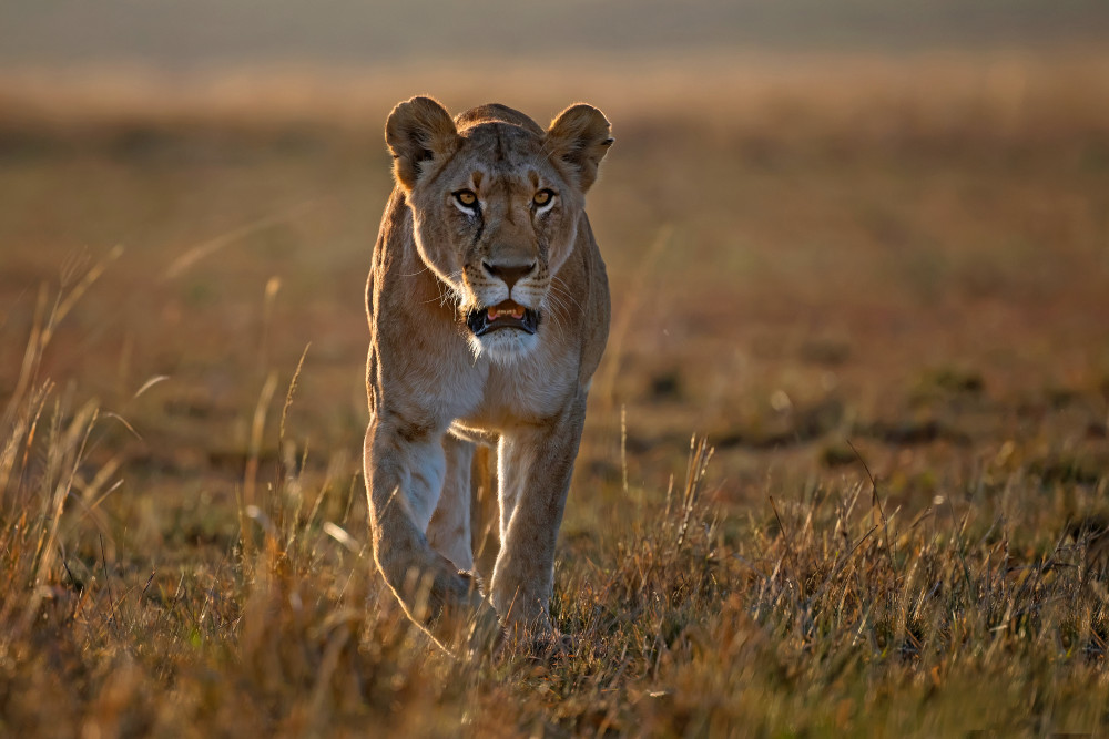 Lioness on the prowl von Xavier Ortega