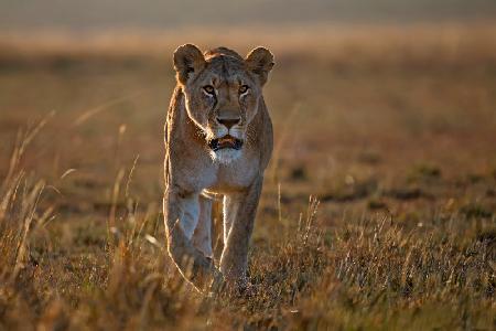 Lioness on the prowl