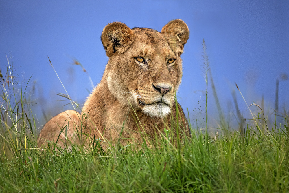 Lioness Close Up von Xavier Ortega