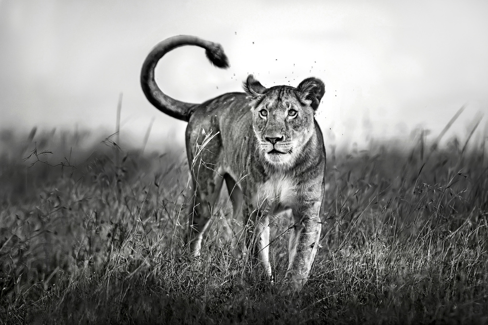 Lioness Close Up von Xavier Ortega