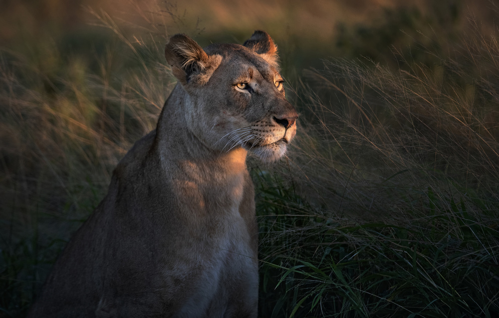 Lioness at first day ligth von Xavier Ortega