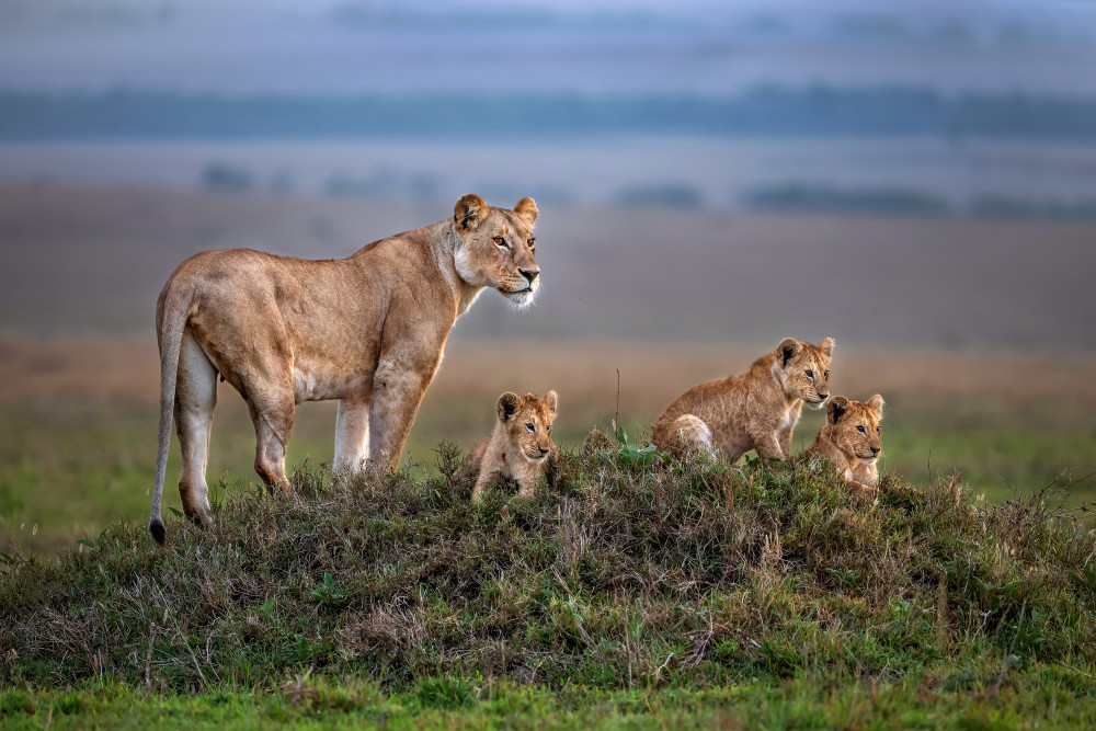 Lioness with cubs von Xavier Ortega