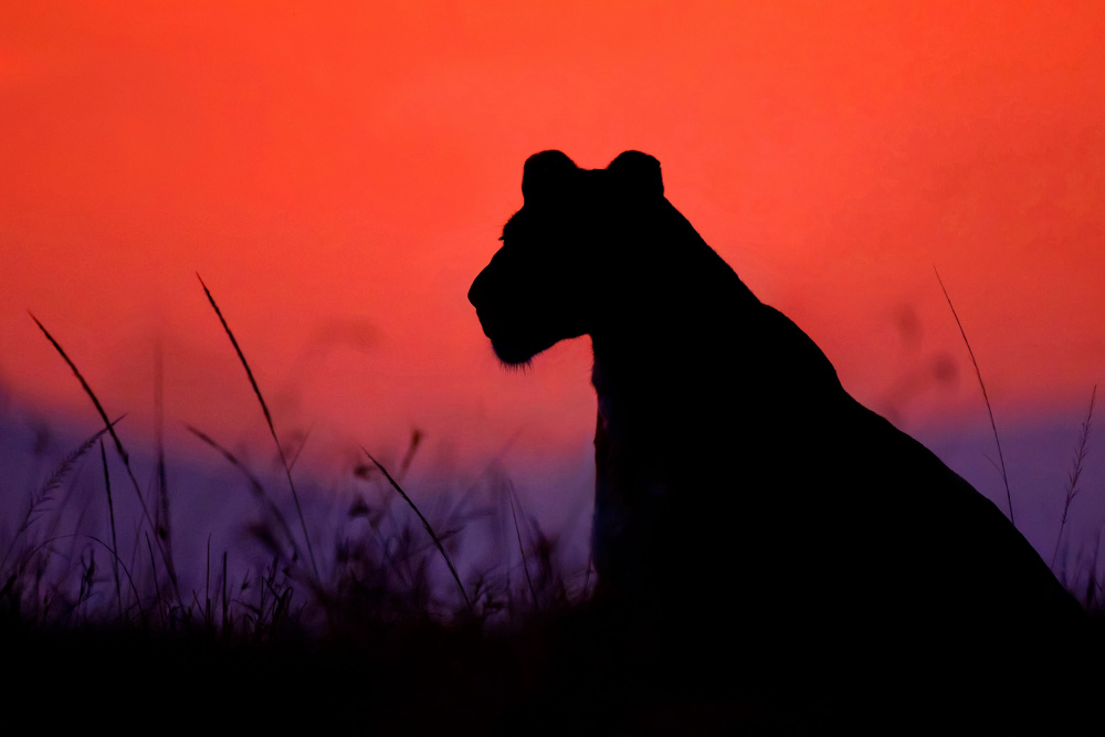 Lioness silhouette von Xavier Ortega