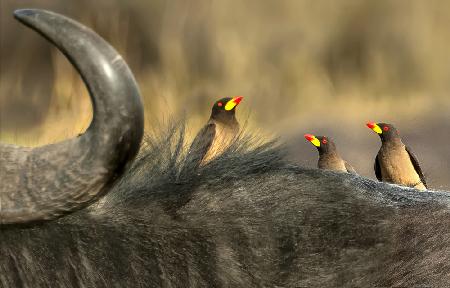 Oxpeckers on buffalo