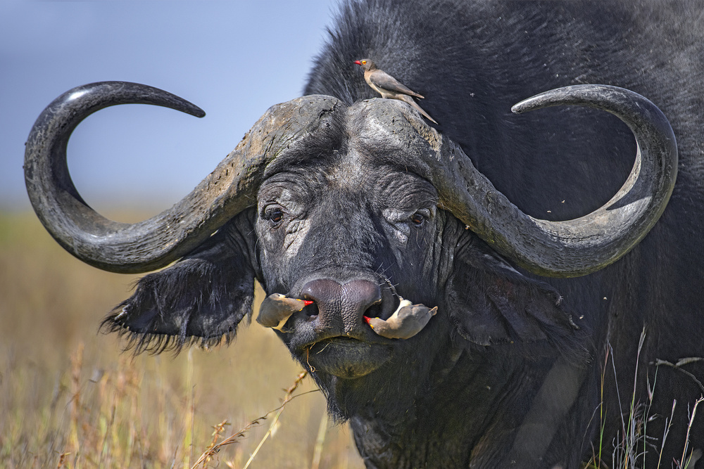 Oxpeckers on buffalo von Xavier Ortega