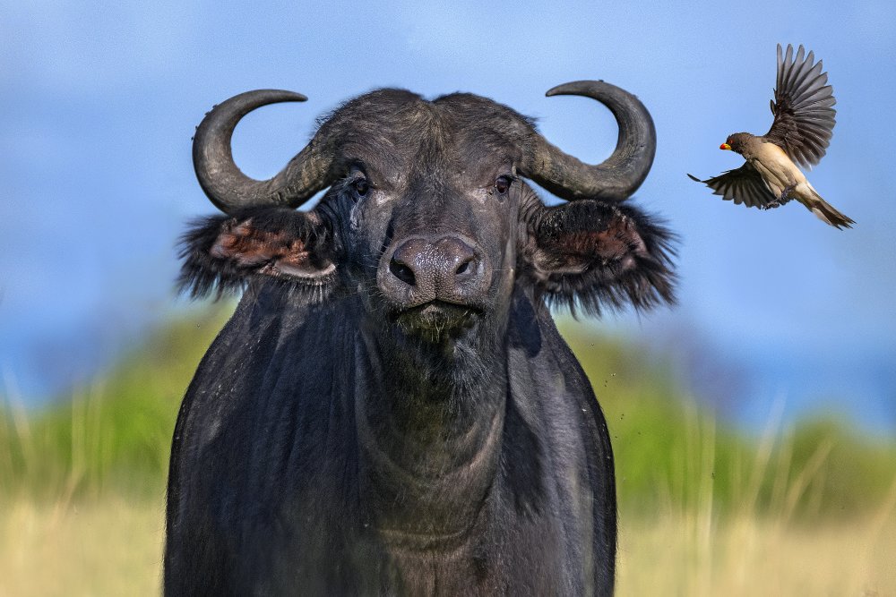 Oxpecker landing on buffalo von Xavier Ortega