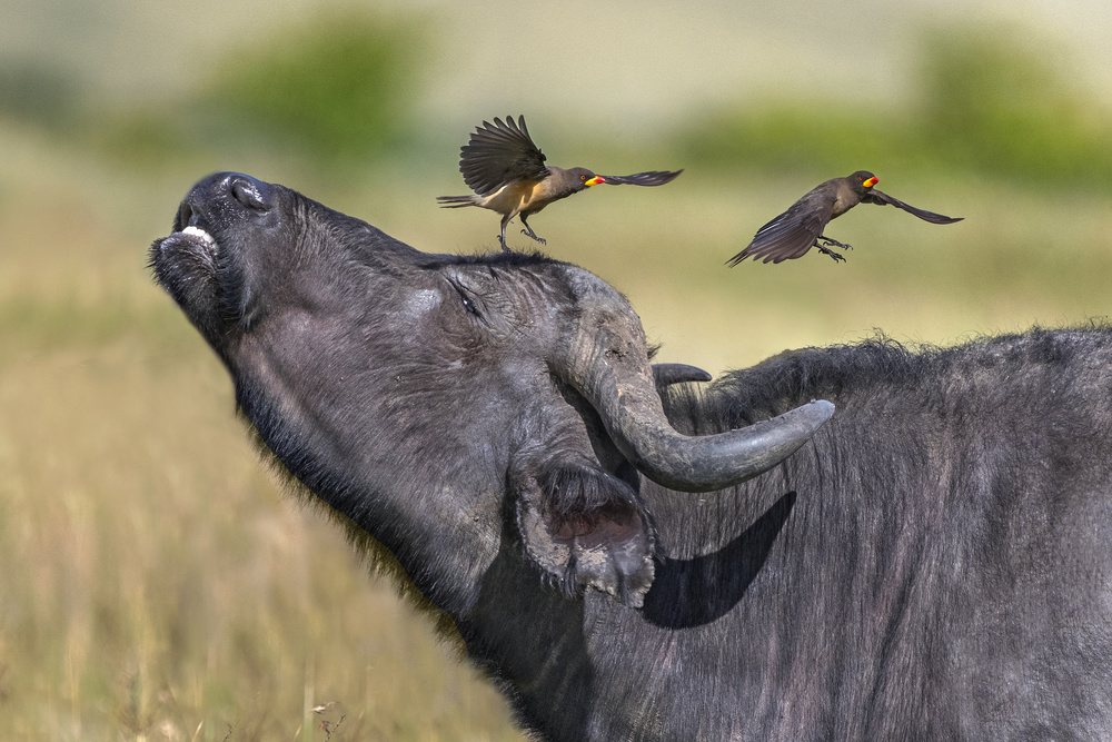 Oxpeckers and  buffalo von Xavier Ortega