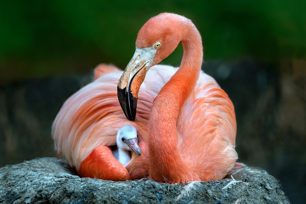 Mom flamingo with chick von Xavier Ortega