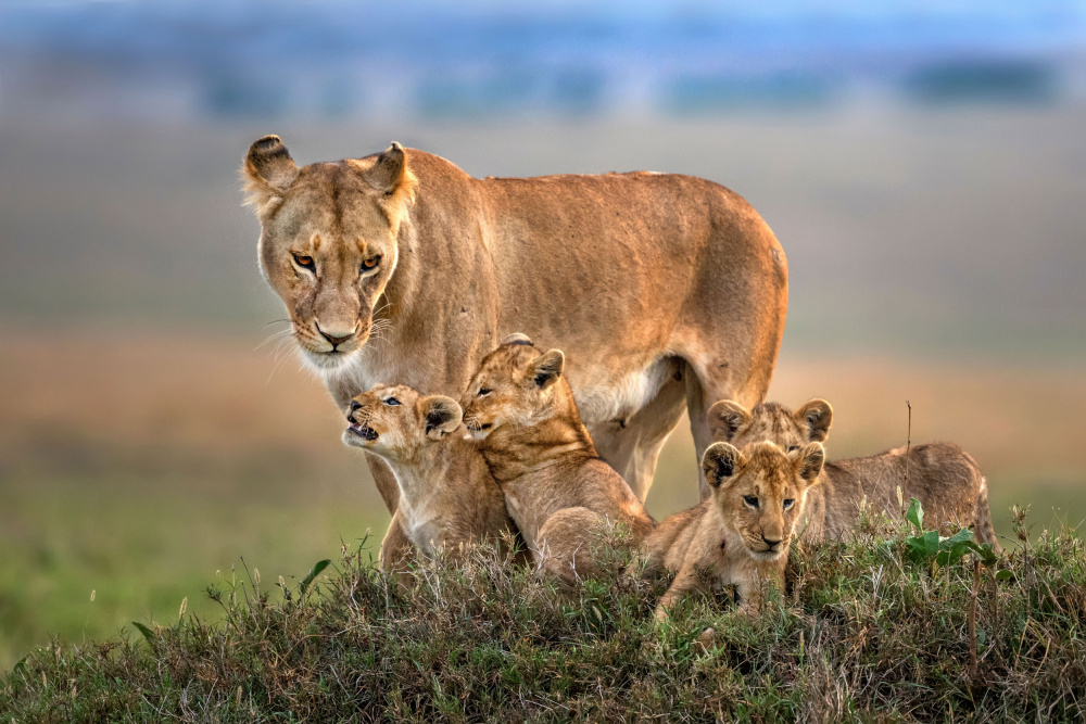 Mom lioness with her cubs von Xavier Ortega