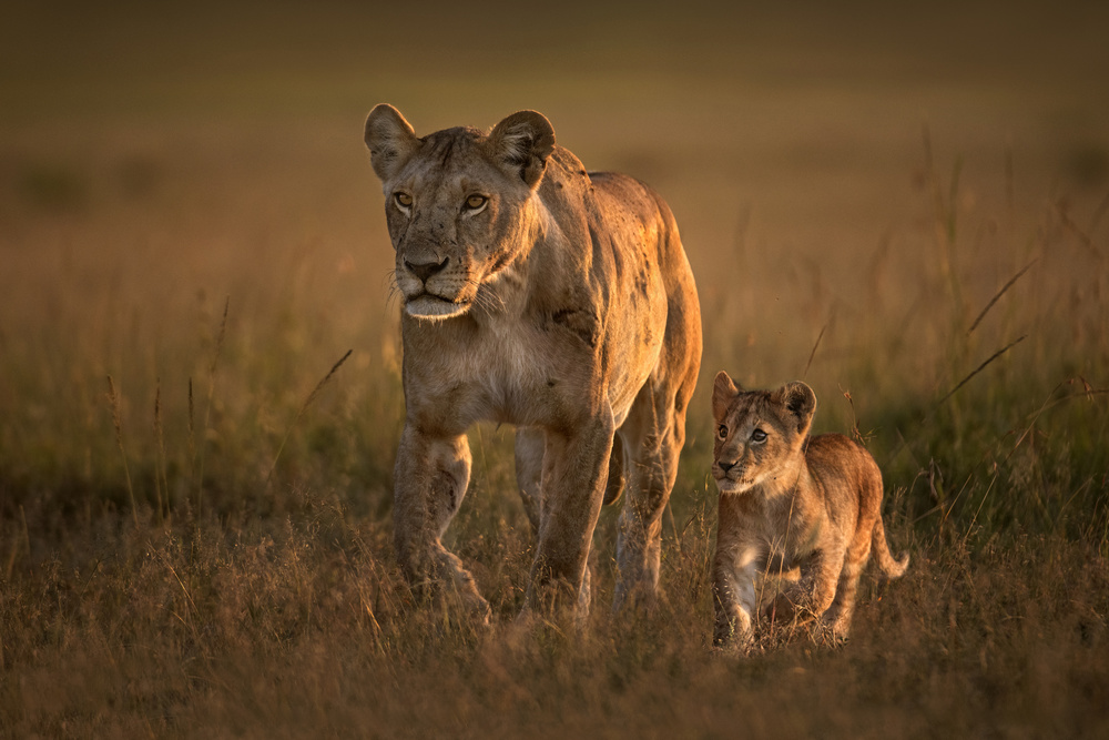 Mom lioness with cub von Xavier Ortega