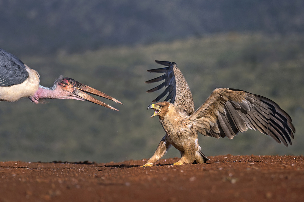 Marabou vs Tawny eagle von Xavier Ortega