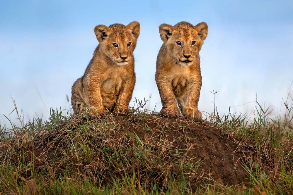 Curious lion cubs von Xavier Ortega