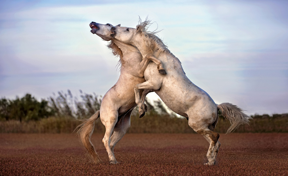 Horses fighting von Xavier Ortega