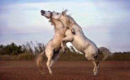 Horses fighting