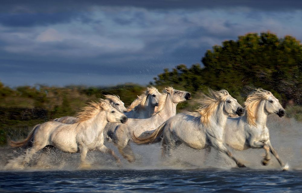 Horses running through the marsh von Xavier Ortega