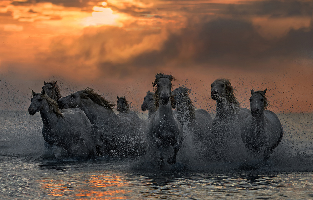 Horses running through the marsh von Xavier Ortega