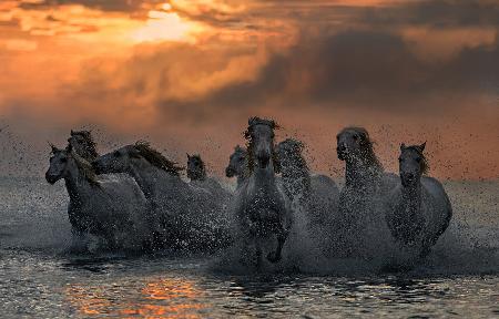 Horses running through the marsh