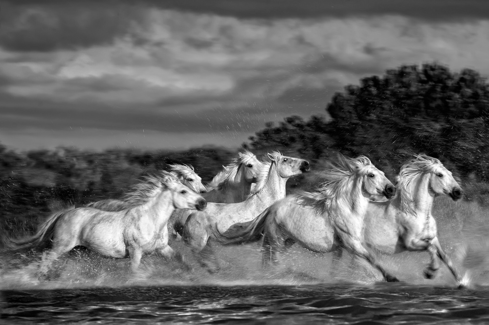 Horses running through the marsh (Monochrome) von Xavier Ortega