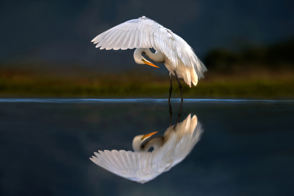 Egret at dusk von Xavier Ortega